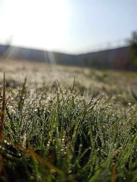 Sun rays on the grass with dewdrops 