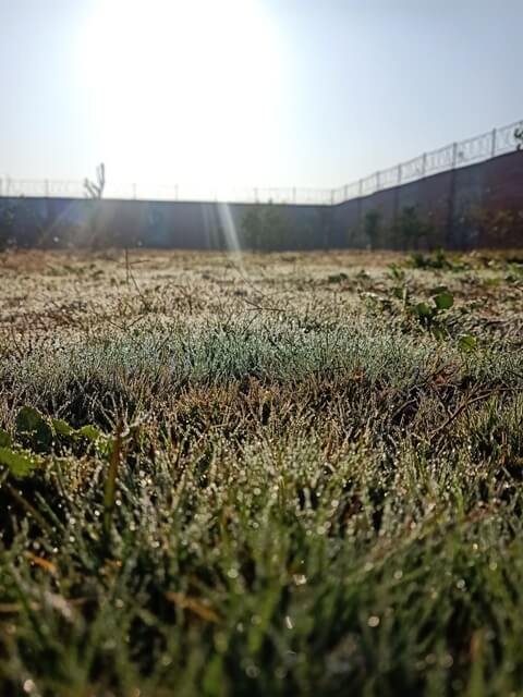 Grass with dew and sunshine 