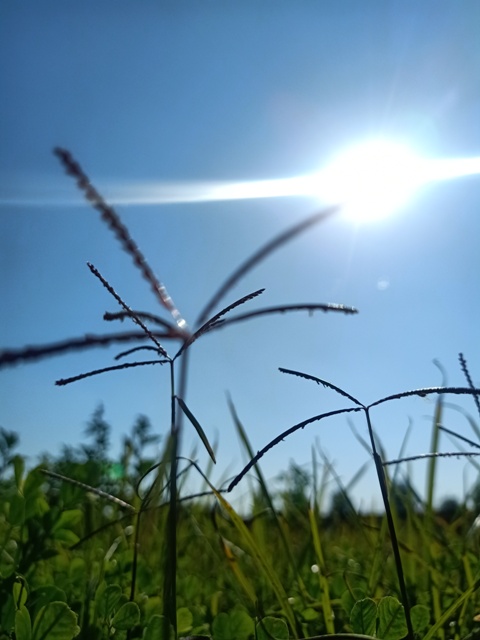 Wild grass and sunrise 