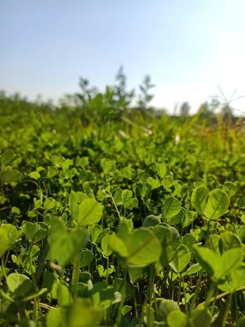 Alfalfa field 