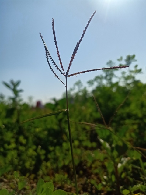 Grass blades 