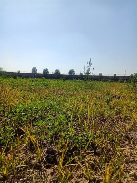 Wild grass landscape 