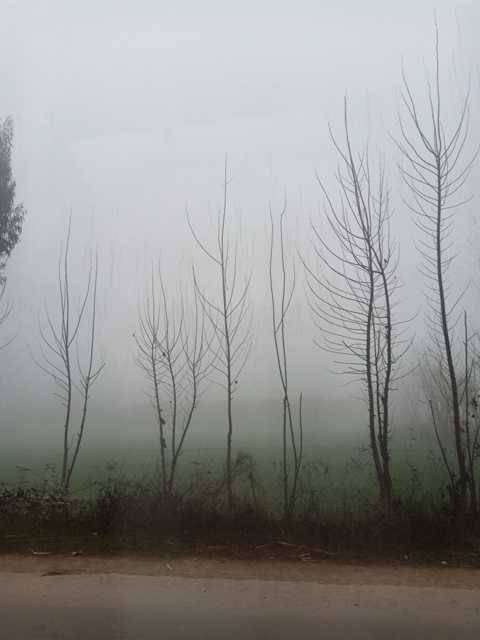 Beautiful trees in fog 