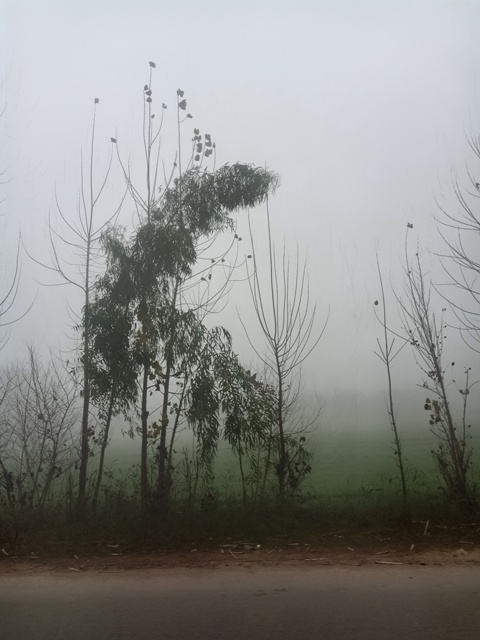 Crops in foggy weather 