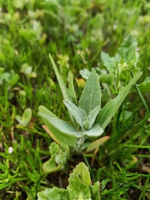 Attractive wild plant with dewdrops