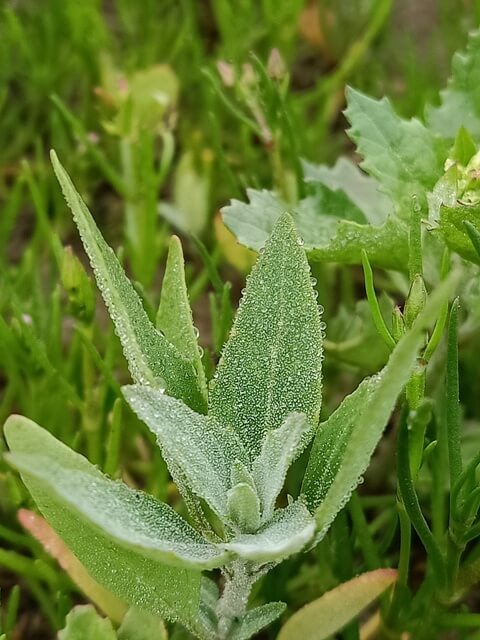 A wild plant with dew 