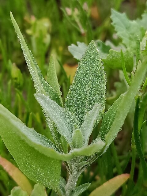 Attractive wild plant with dew