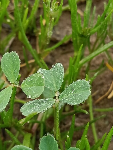 Alfalfa plant with dew in the morning 