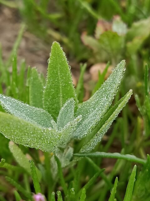 A plant with morning dew