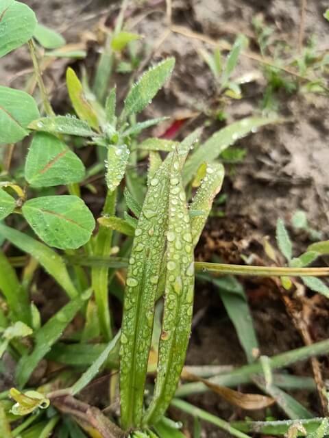 Dewdrops on a grass leaf 