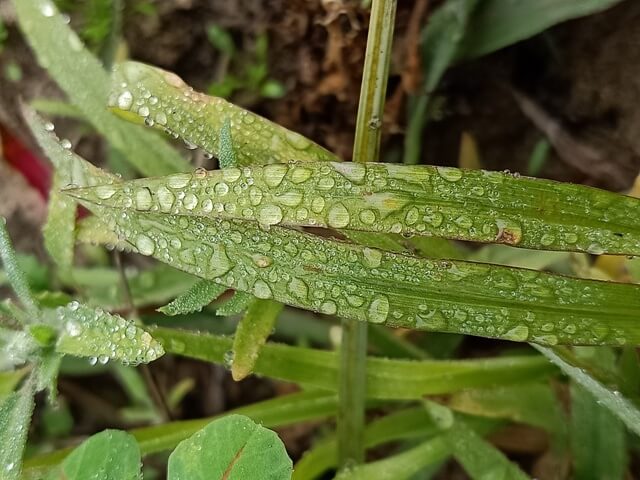 Beautiful arrangement of dew on grass 