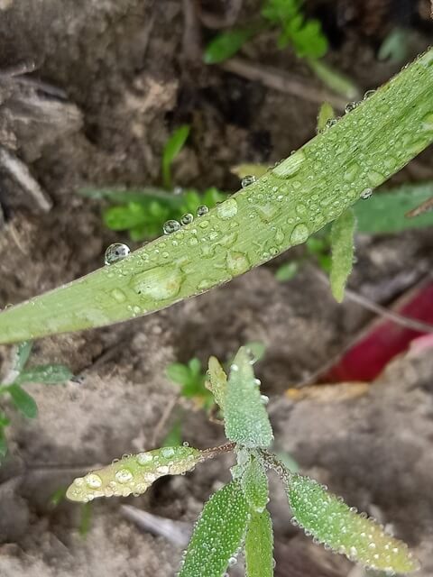 Dew on the grass 