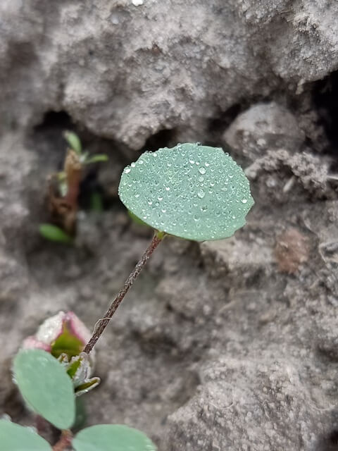 Tiny leaf with dewdrops 