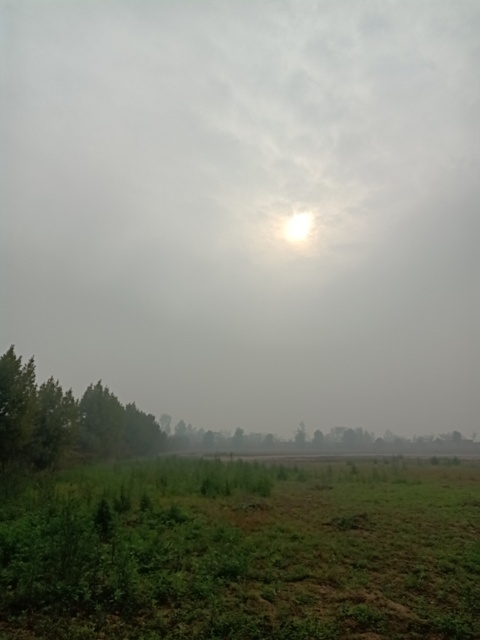 Foggy weather and sun