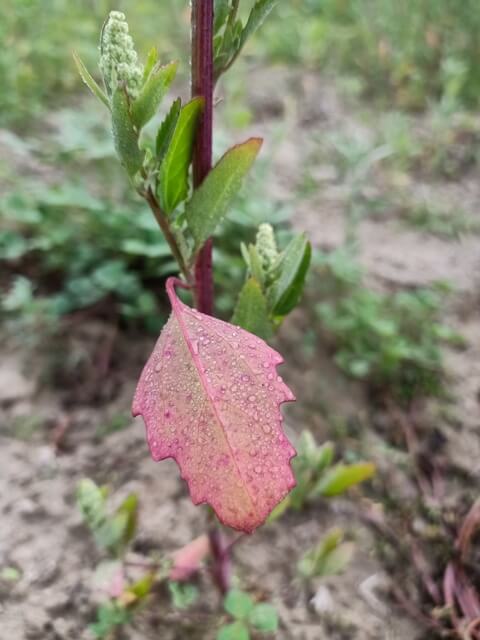 Salt green leaf