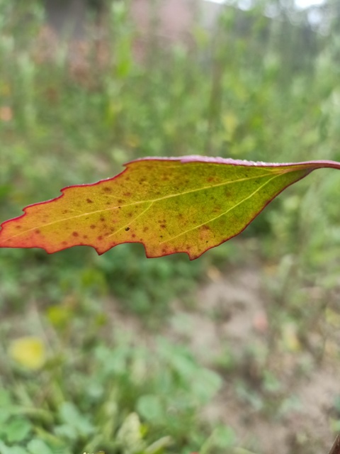 Nettle-leaved goosefoot