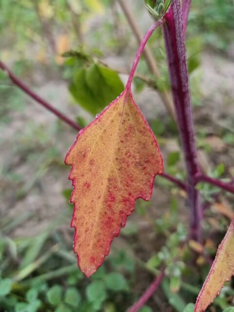 Australian spinach leaf 