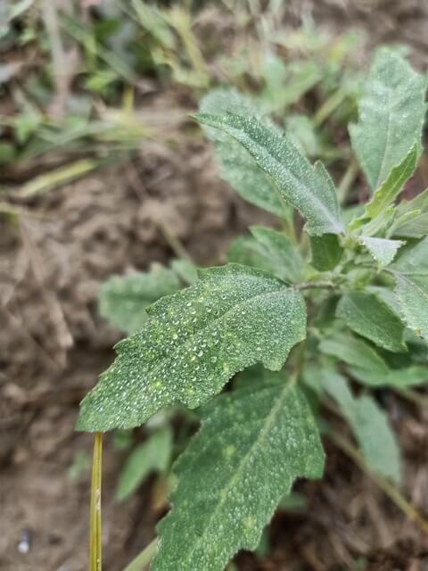 A plant with dewdrops 