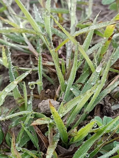 Grass image in the morning 