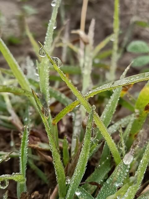 Attractive dew on grass 