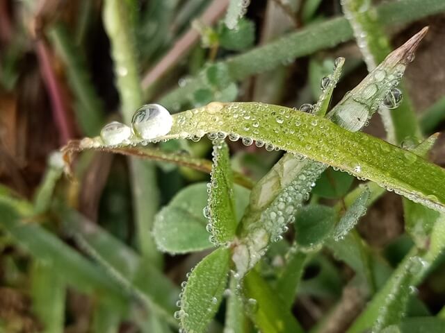 A grass blade with attractive dewdrops 