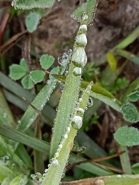 Dewdrops and grass 