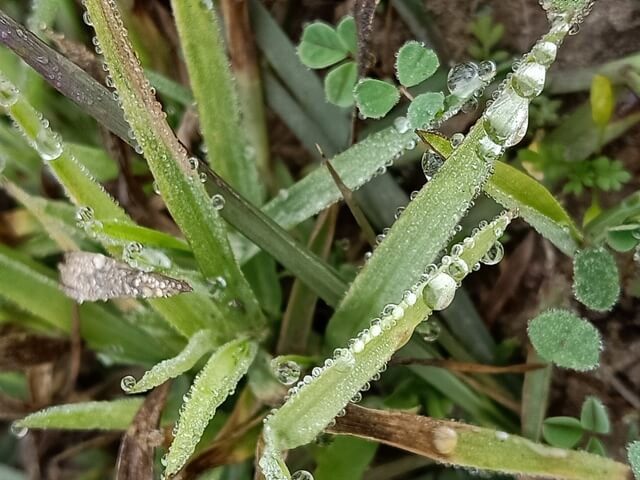 Morning dew and grass 