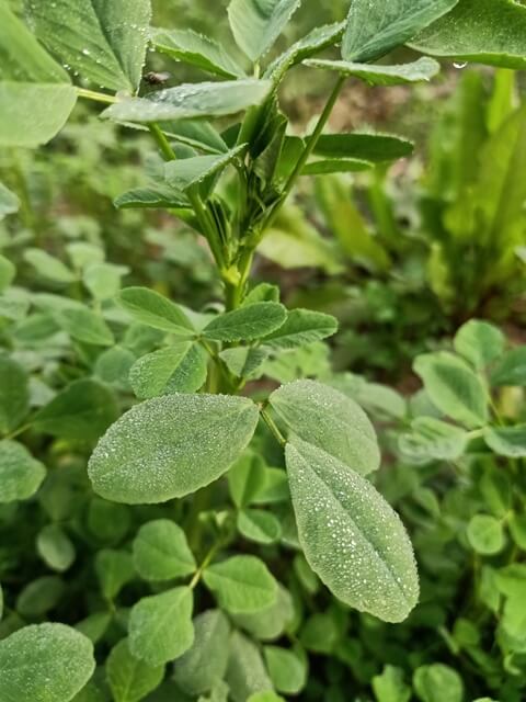  Medicago sativa plant with dew in the morning 