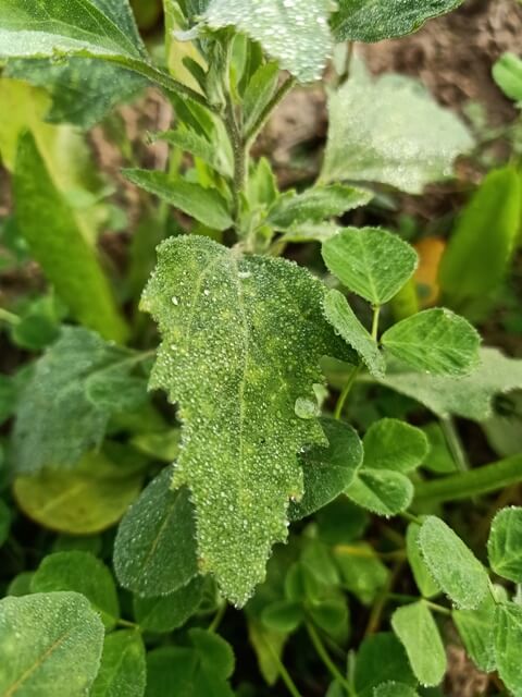 A wild plant with dewdrops 