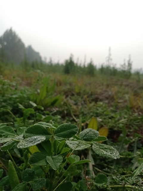  Medicago sativa plant 