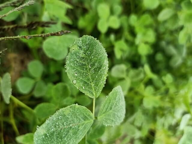 Alfalfa leaf 