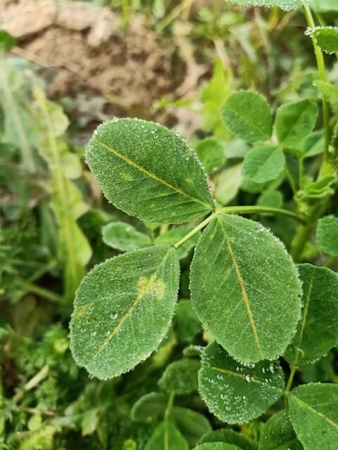 Clover leaves 