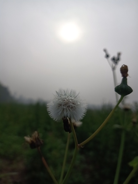 Dandelion with morning sun 