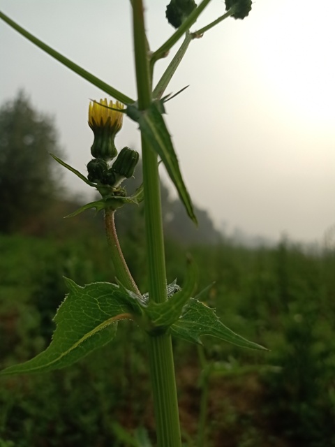 Dandelion plant stem 