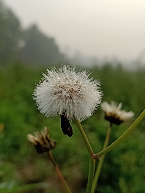 Attractive dandelion in winter 