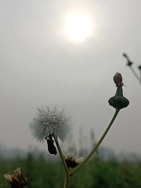 Attractive dandelion plant image 