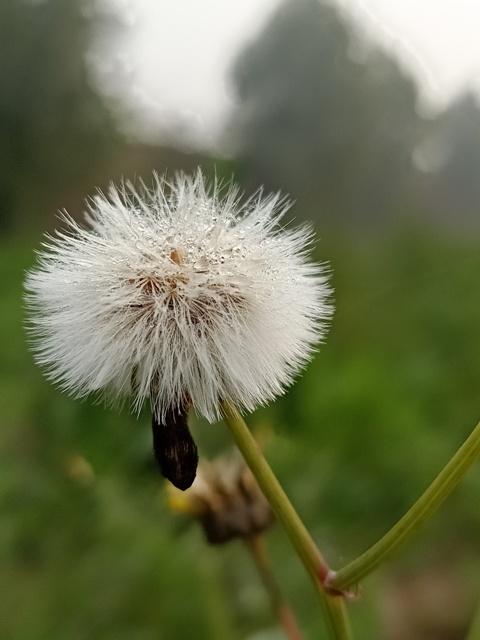 Dandelion with morning dewdrops 