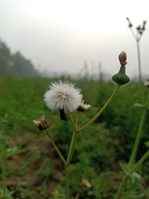 Taraxacum plant 