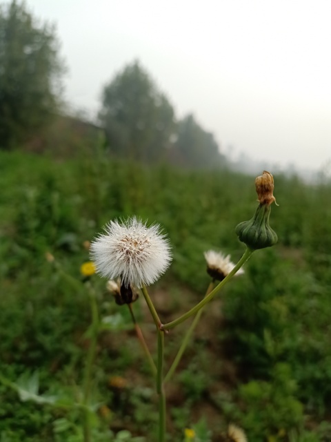 Taraxacum plant with dewdrops 