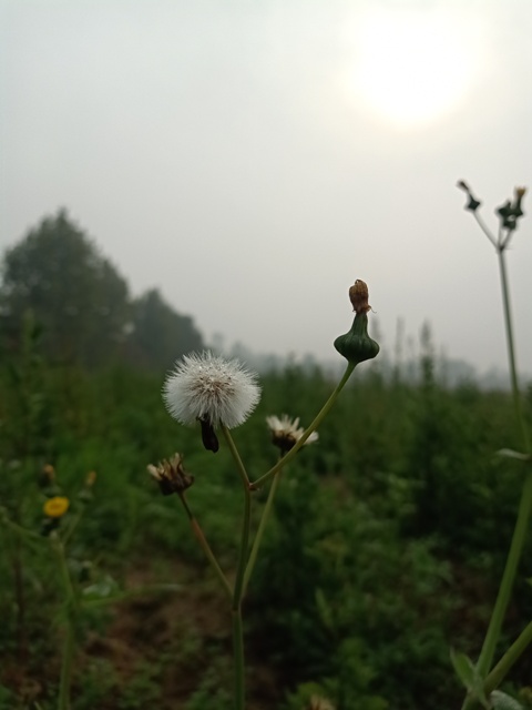 Daisy family Taraxacum plant