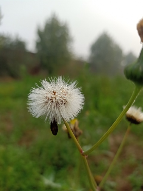 Taraxacum plant in the morning 