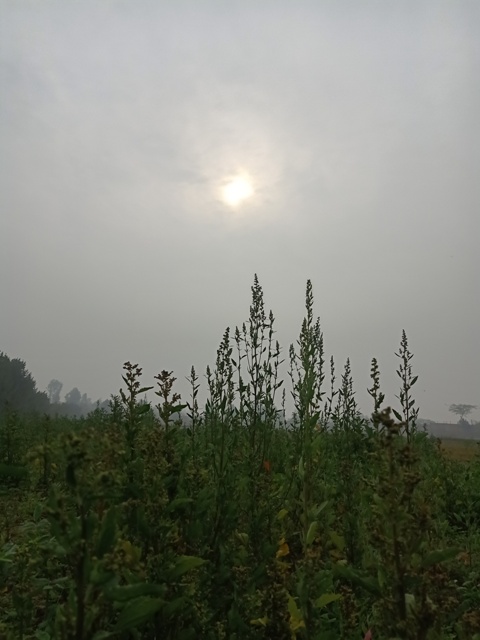 Australian spinach in foggy weather 