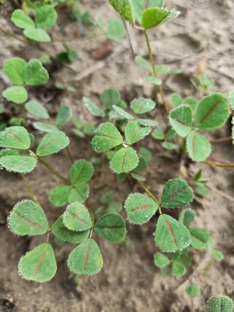 Alfalfa leaves 