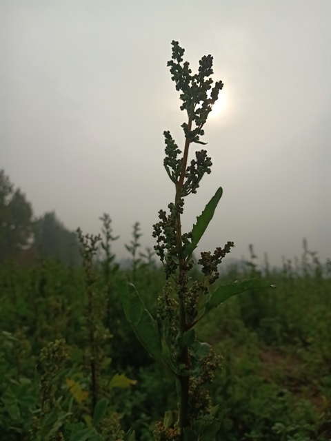 Australian spinach plant and foggy morning