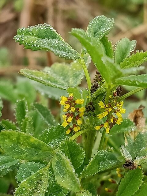 Wild plant with dewdrops