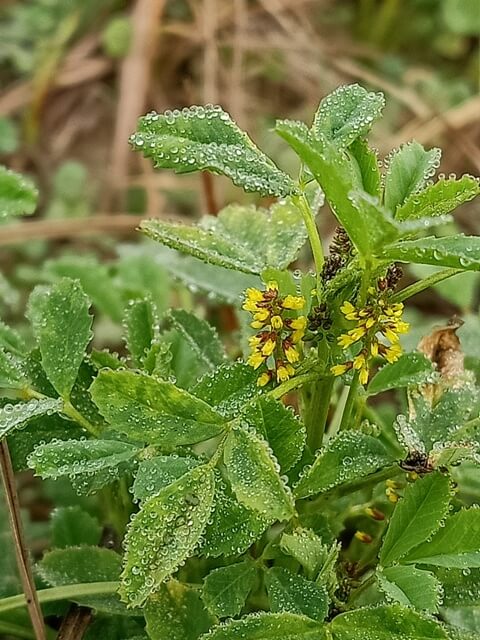 Alfalfa plant with dewdrops