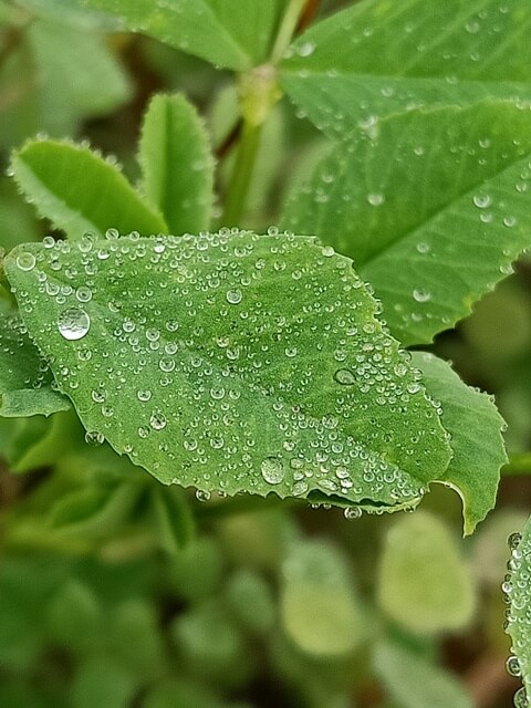 Morning dew on a plant leaf