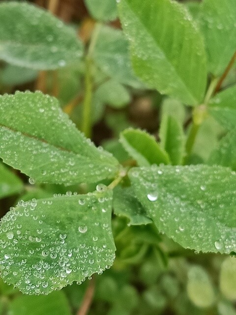 Alfalfa with tiny dewdrops 