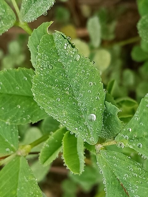 Morning dew on a plant