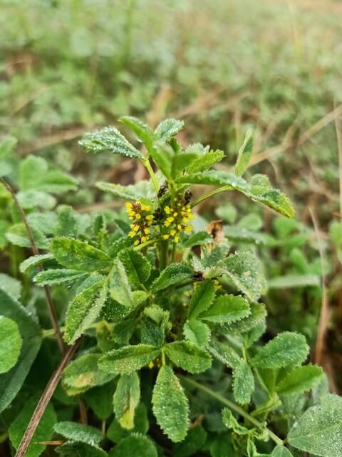 Alfalfa plant with flowers and dew